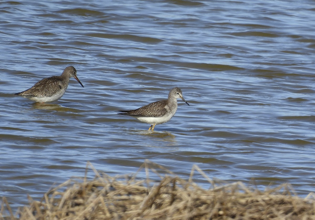 Lesser Yellowlegs - Alfonso Rodrigo