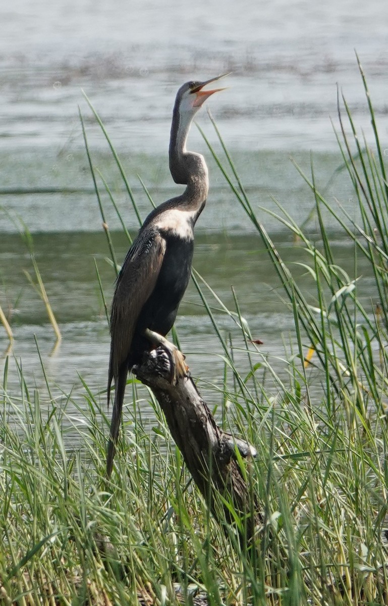 Anhinga Asiática - ML611432112