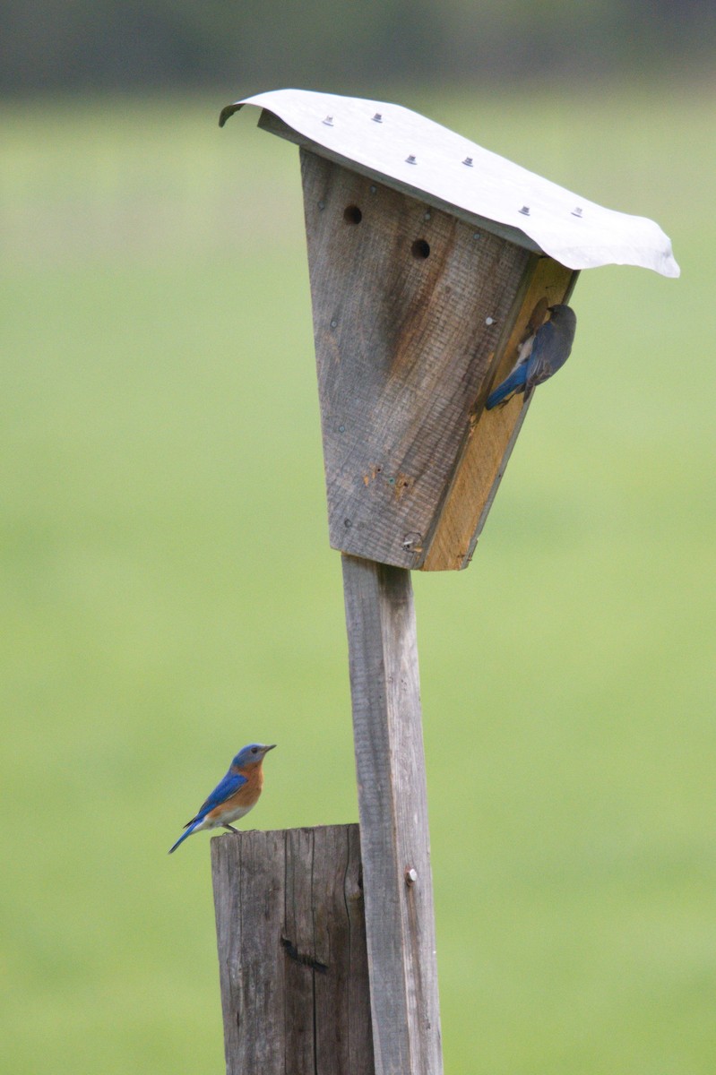 Eastern Bluebird - ML611432172