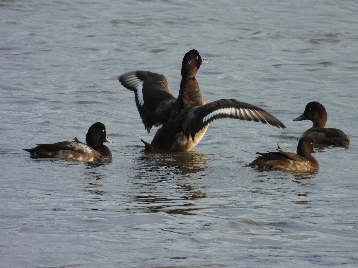 Greater Scaup - Pablo García (PGR)