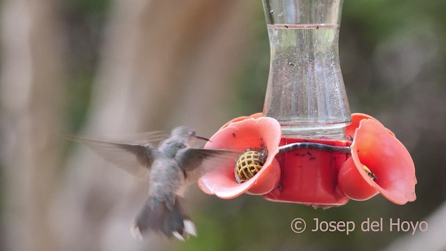 Buffy Hummingbird - ML611432248