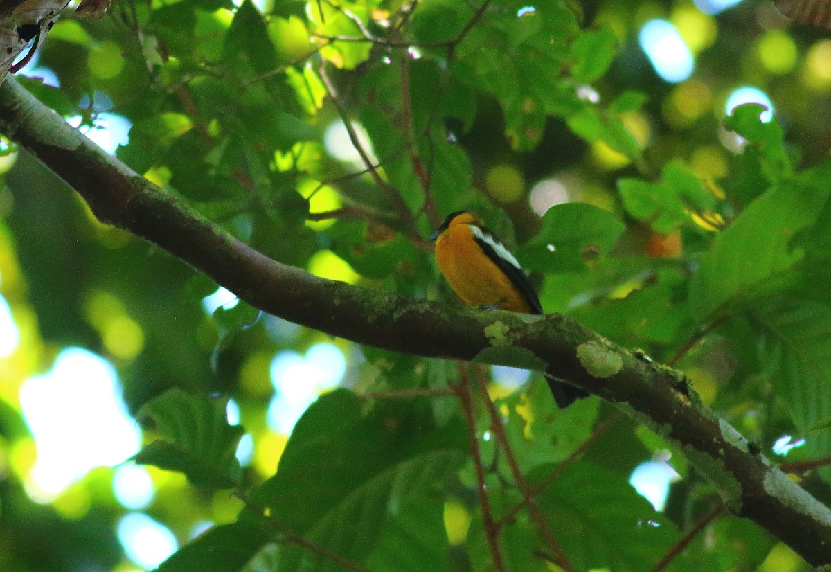 White-winged Shrike-Tanager - ML611432330