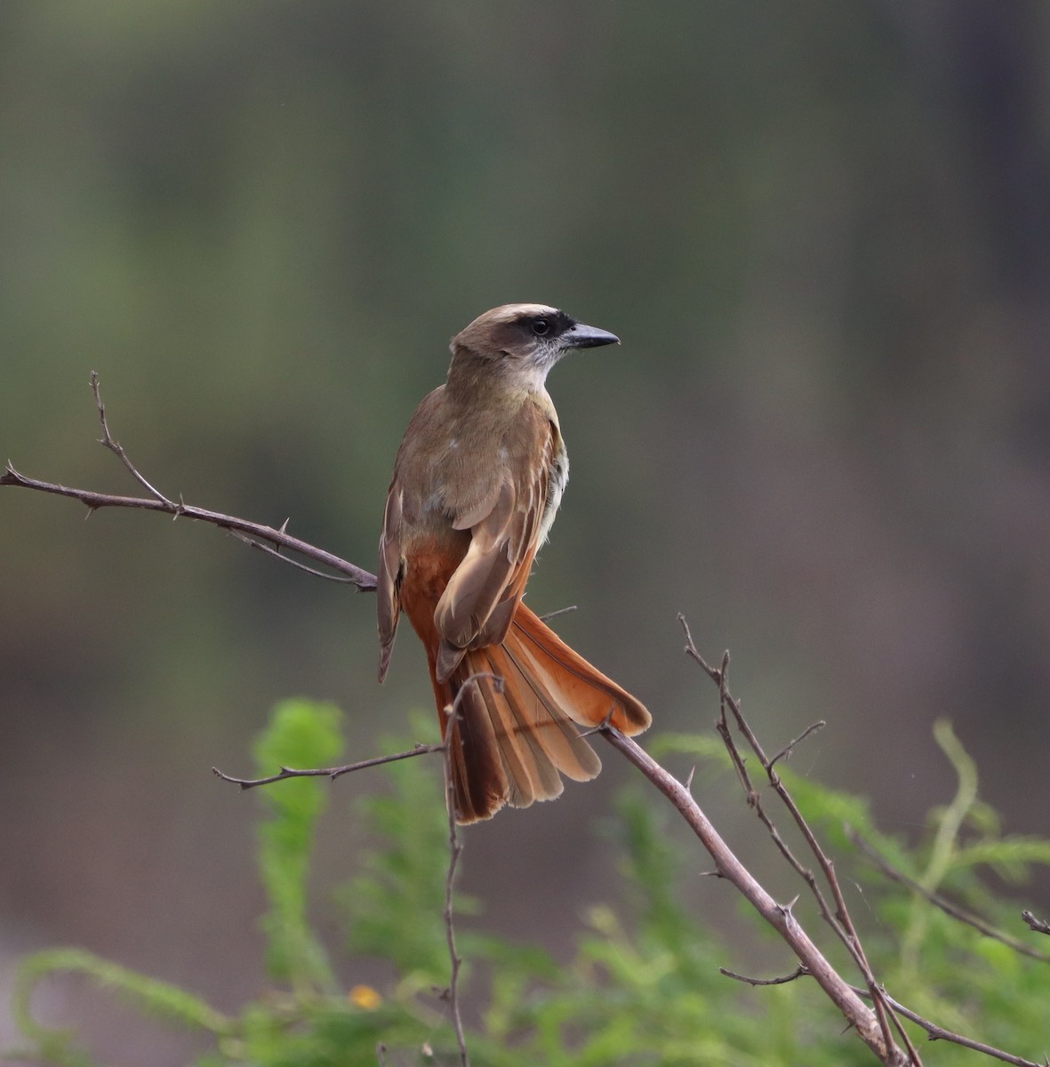 Baird's Flycatcher - Angel Cárdenas