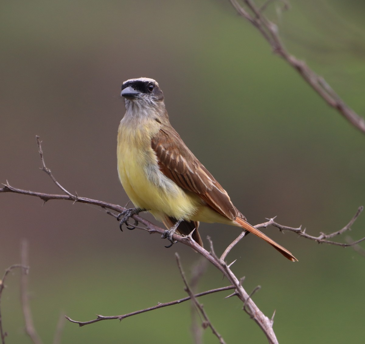 Baird's Flycatcher - ML611432491