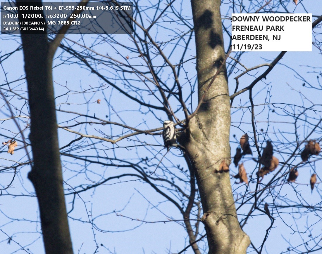 Downy Woodpecker - ML611432508