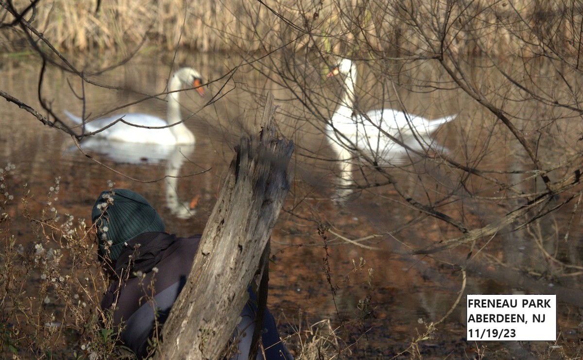 Mute Swan - ML611432533