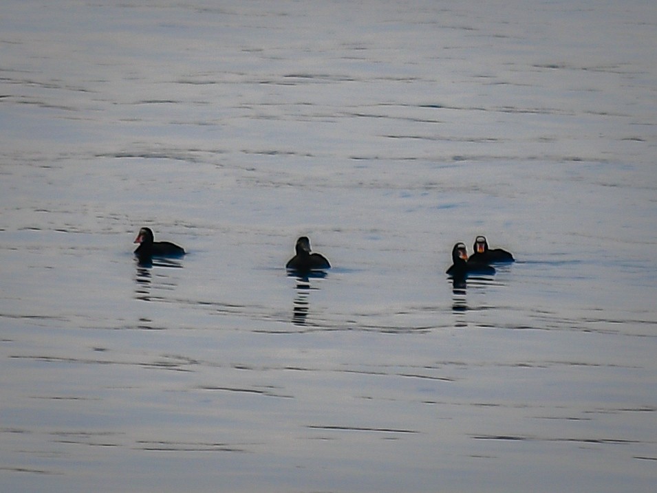 Surf Scoter - ML611432553