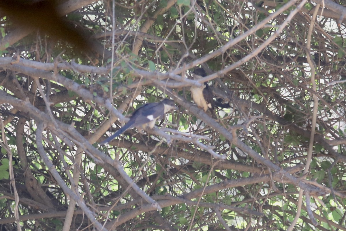 Pied Cuckoo - Gil Ewing