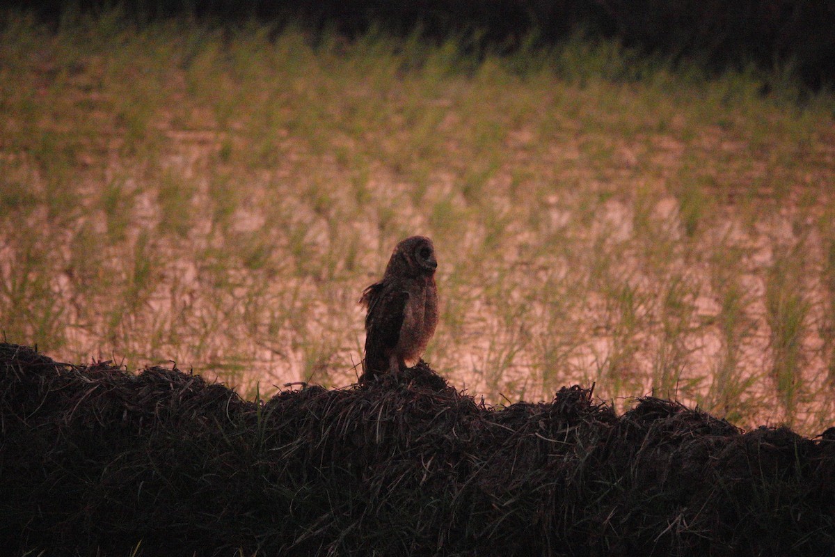 Marsh Owl - ML611432631