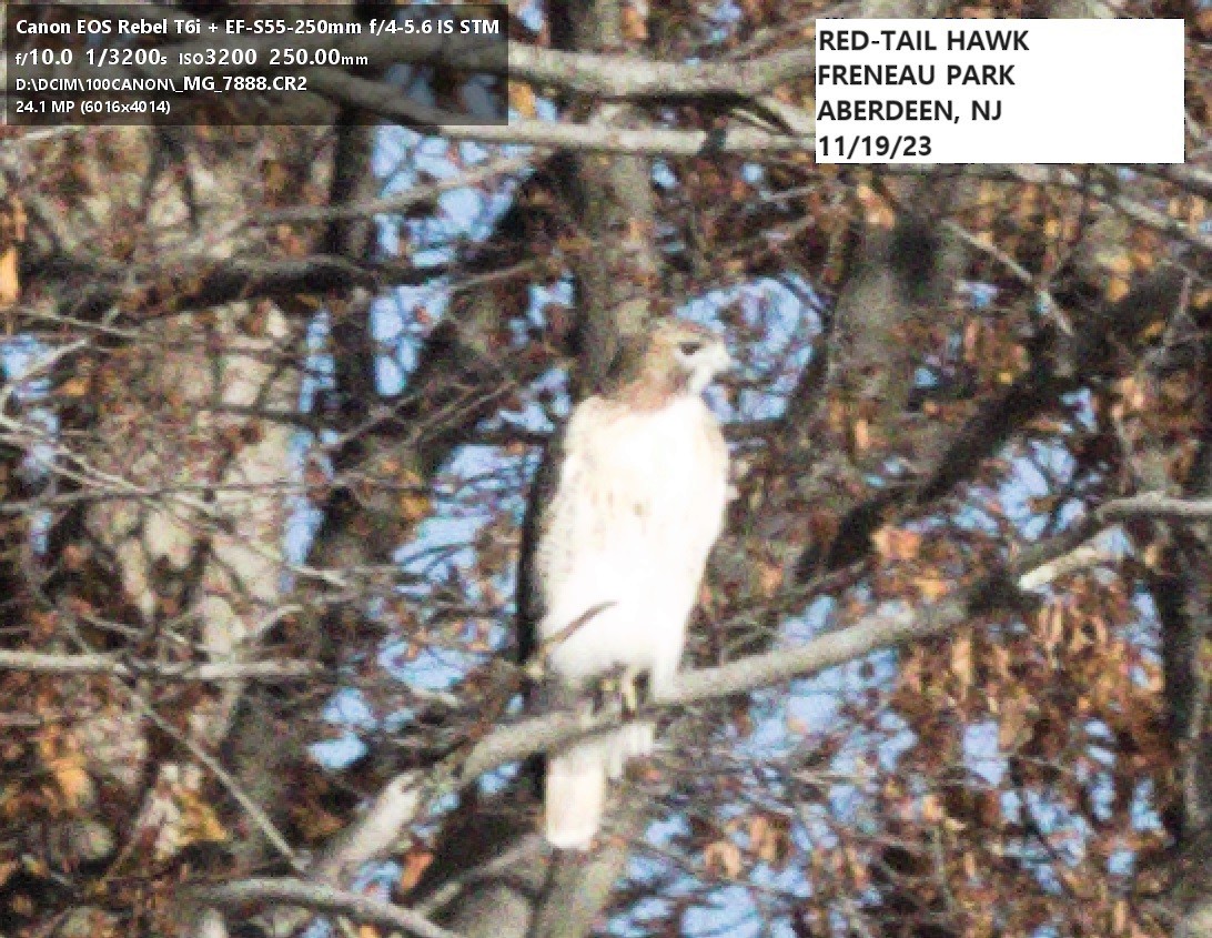 Red-tailed Hawk - ML611432672