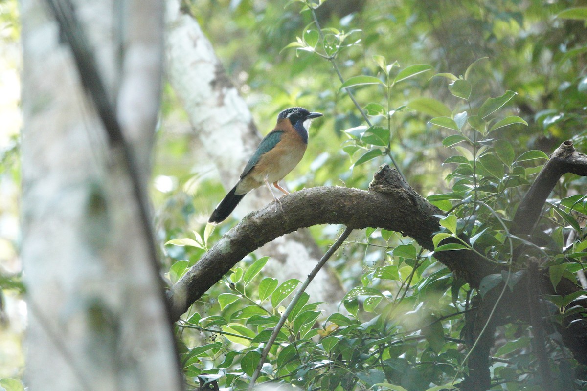 Pitta-like Ground-Roller - ML611432747