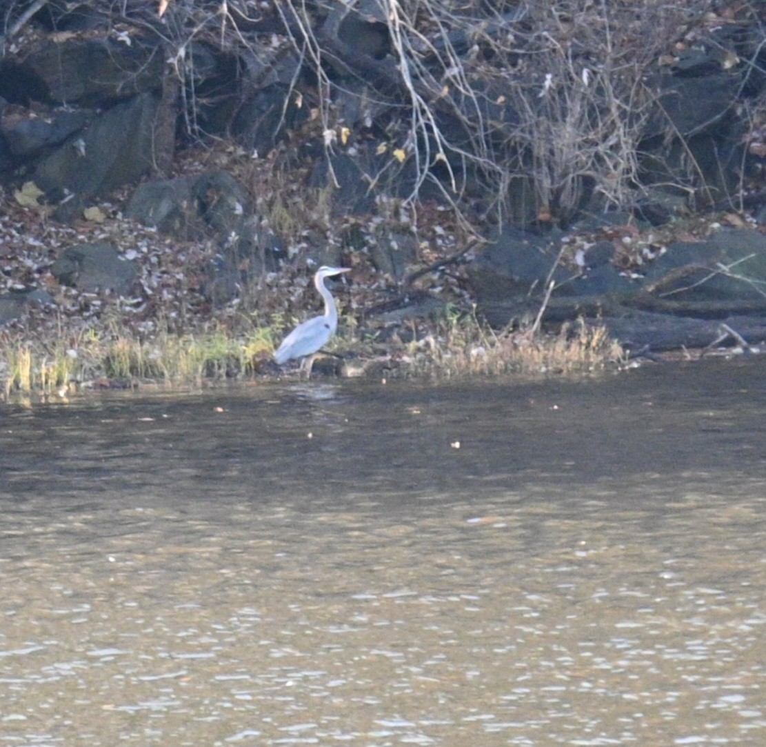 Great Blue Heron - ML611432800