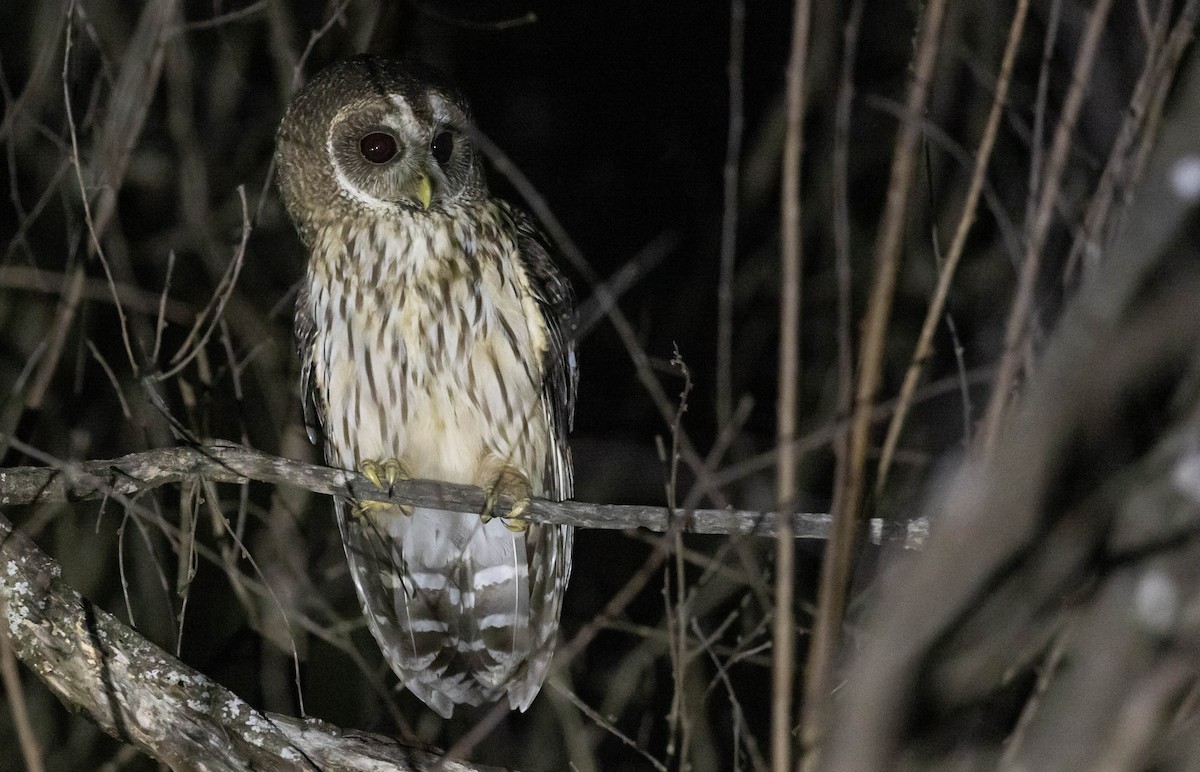 Mottled Owl (Mottled) - Ryan Rodriguez