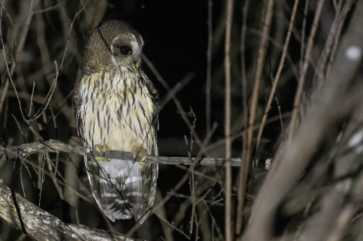 Mottled Owl (Mottled) - Ryan Rodriguez