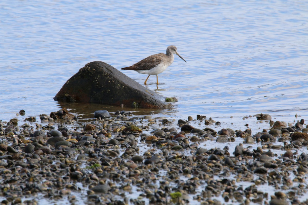 Greater Yellowlegs - ML611432876