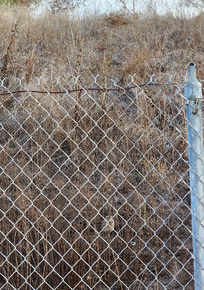 Burrowing Owl - ML611432877