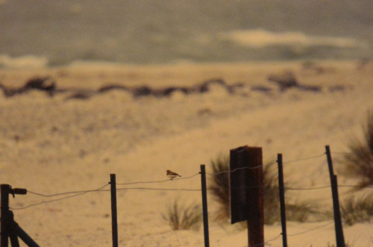 Pied Wheatear - ML611432932