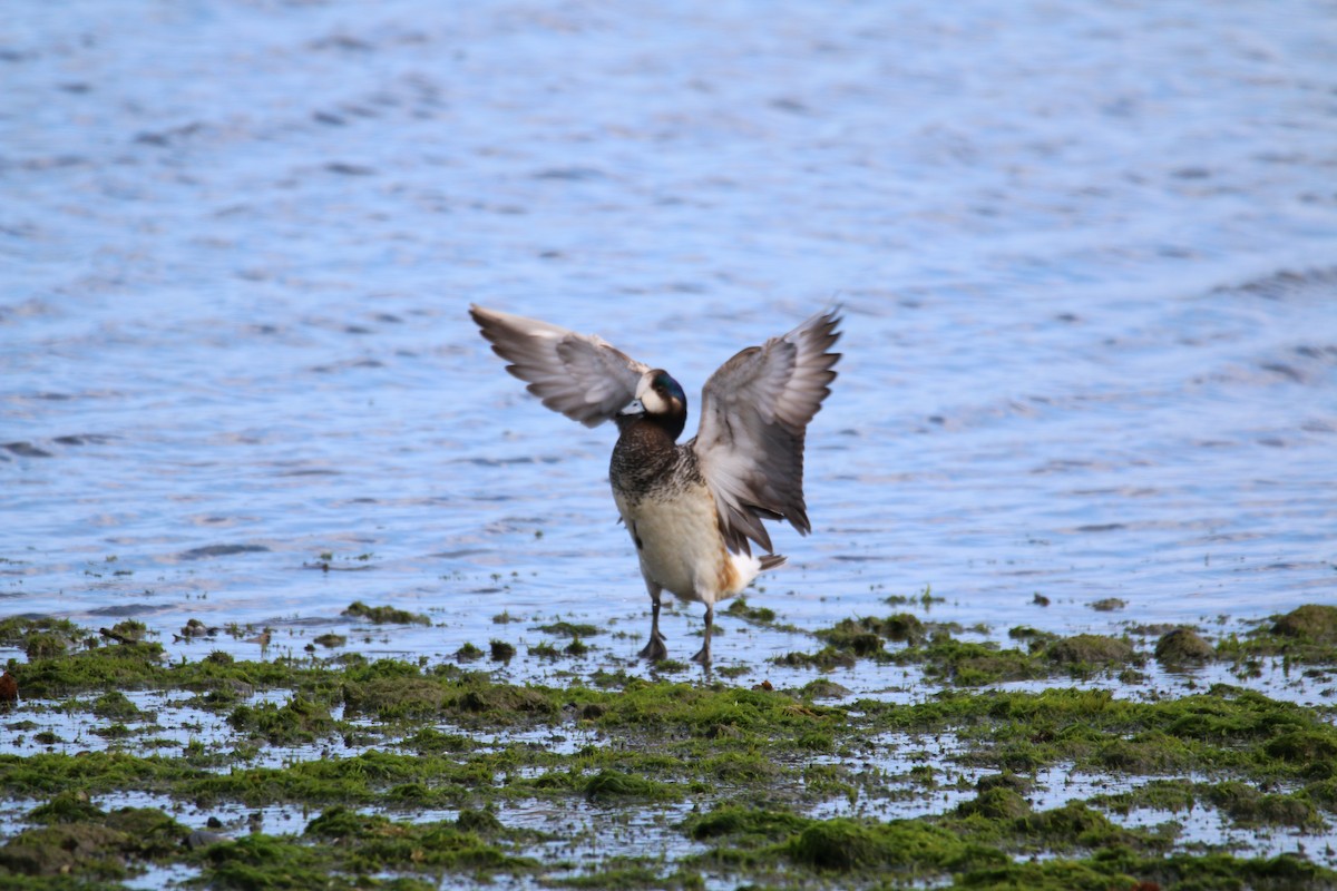 Chiloe Wigeon - ML611432945