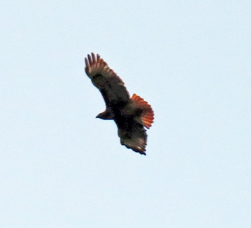 Red-tailed Hawk - ML611432948