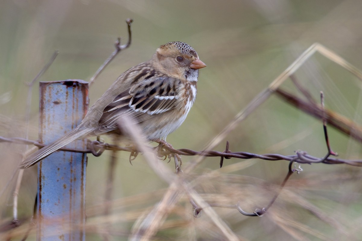 Harris's Sparrow - Snappy's View