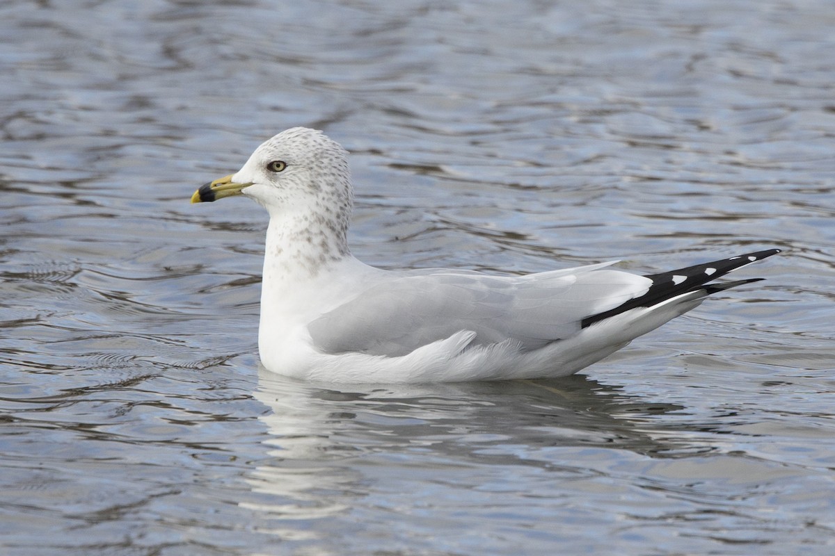 Ring-billed Gull - ML611433217