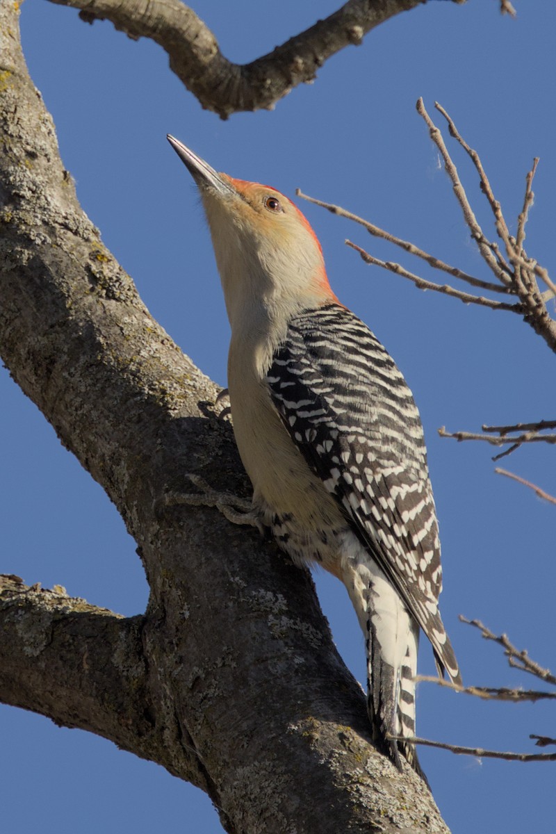 Red-bellied Woodpecker - ML611433257