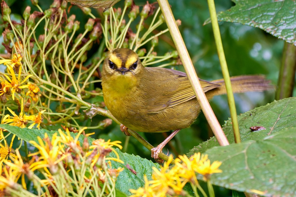 Pale-legged Warbler - Tomáš Grim