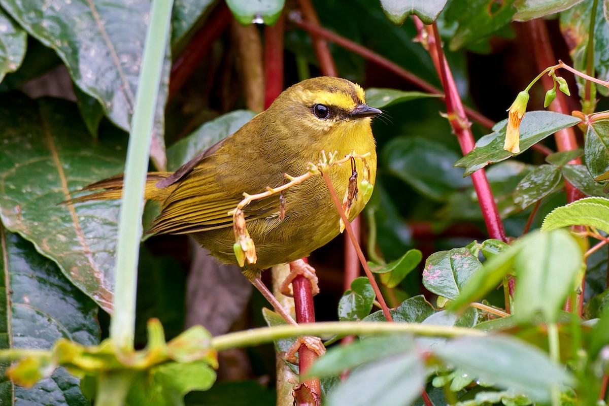 Pale-legged Warbler - ML611433351