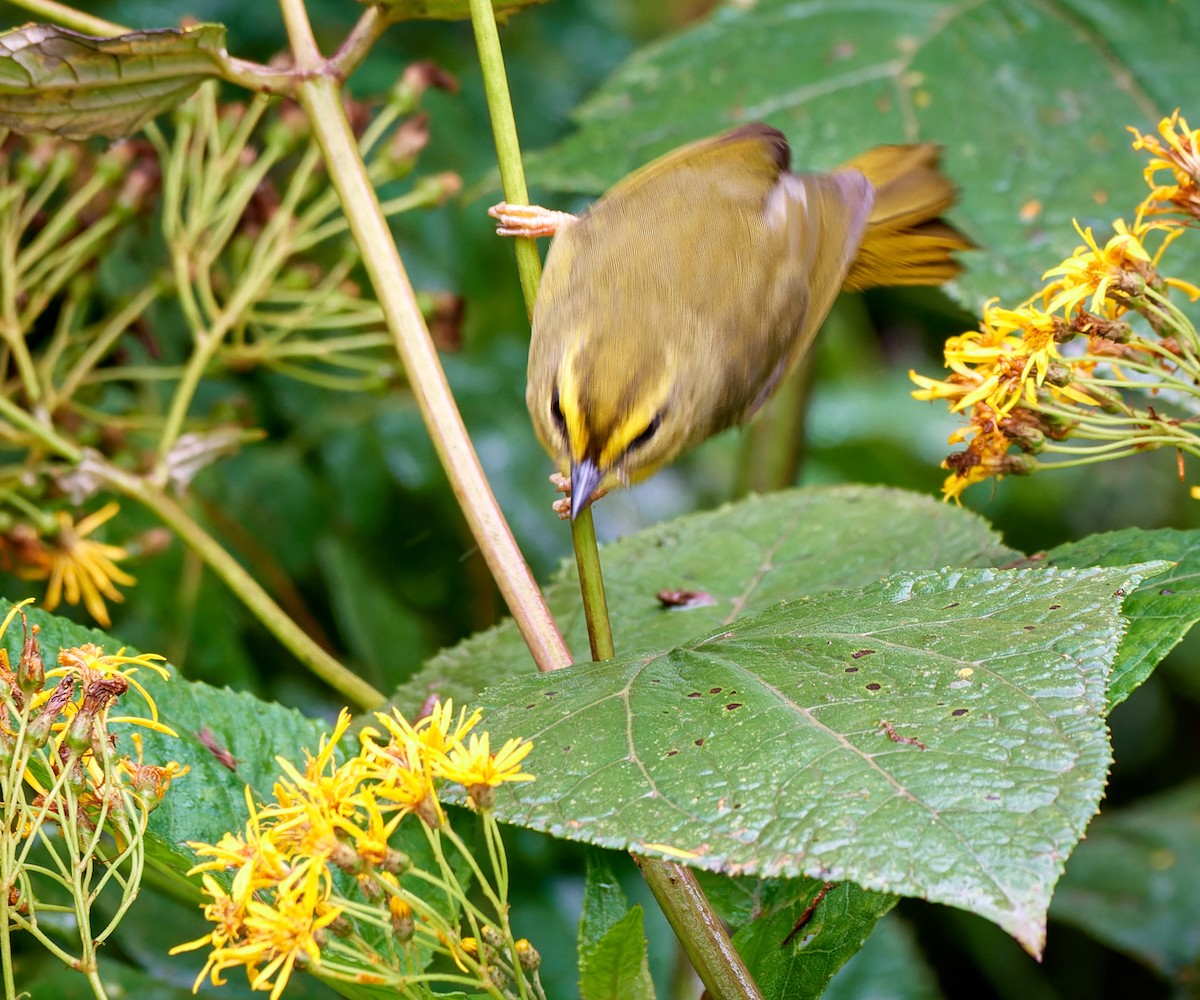 Pale-legged Warbler - Tomáš Grim