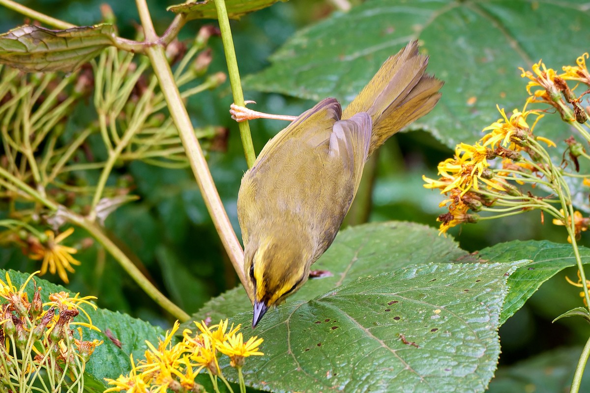 Pale-legged Warbler - Tomáš Grim