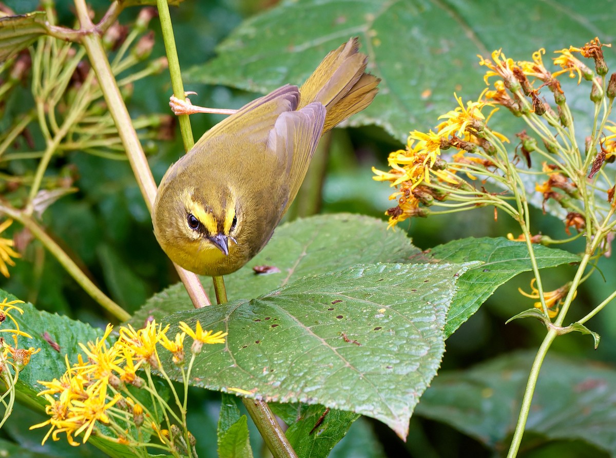 Pale-legged Warbler - ML611433354