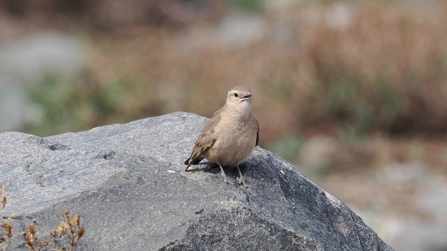 Géositte à ailes rousses - ML611433384