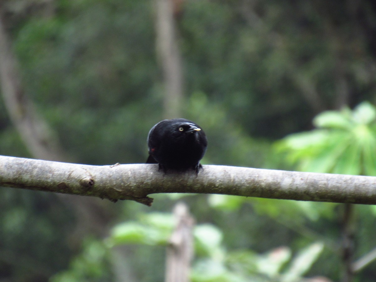 Red-bellied Grackle - ML611433437