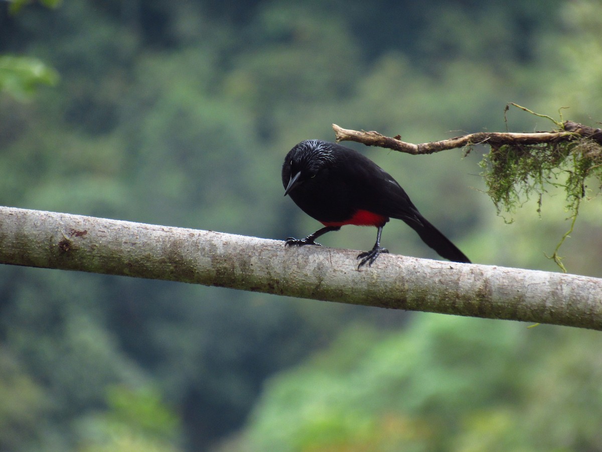 Red-bellied Grackle - ML611433438