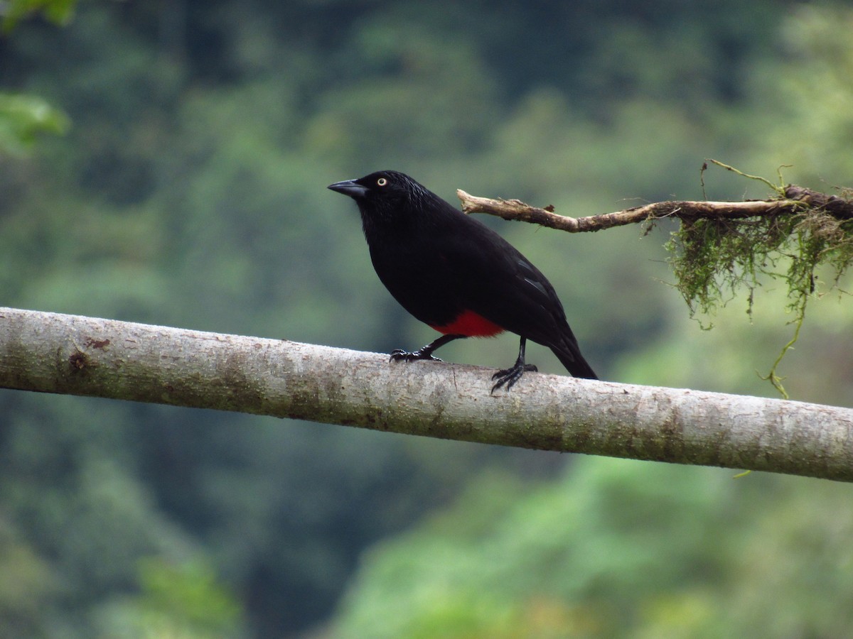 Red-bellied Grackle - michael  molina cruz