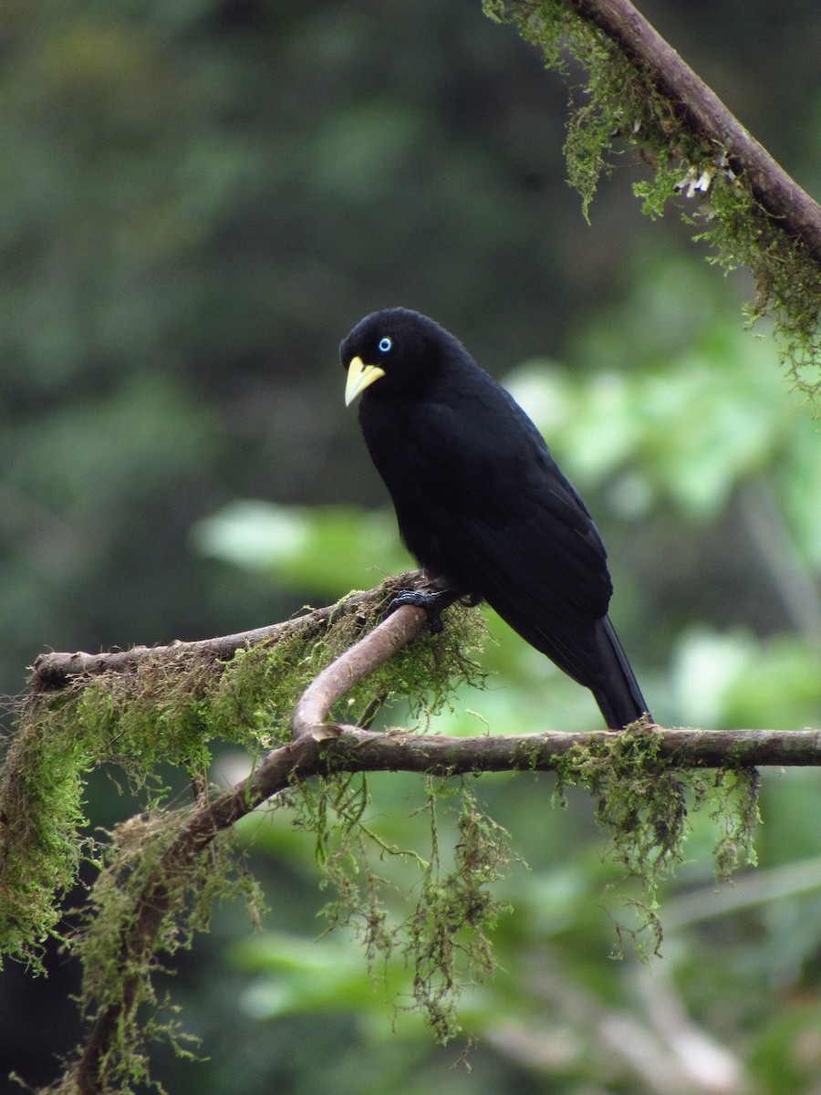 Scarlet-rumped Cacique - ML611433446