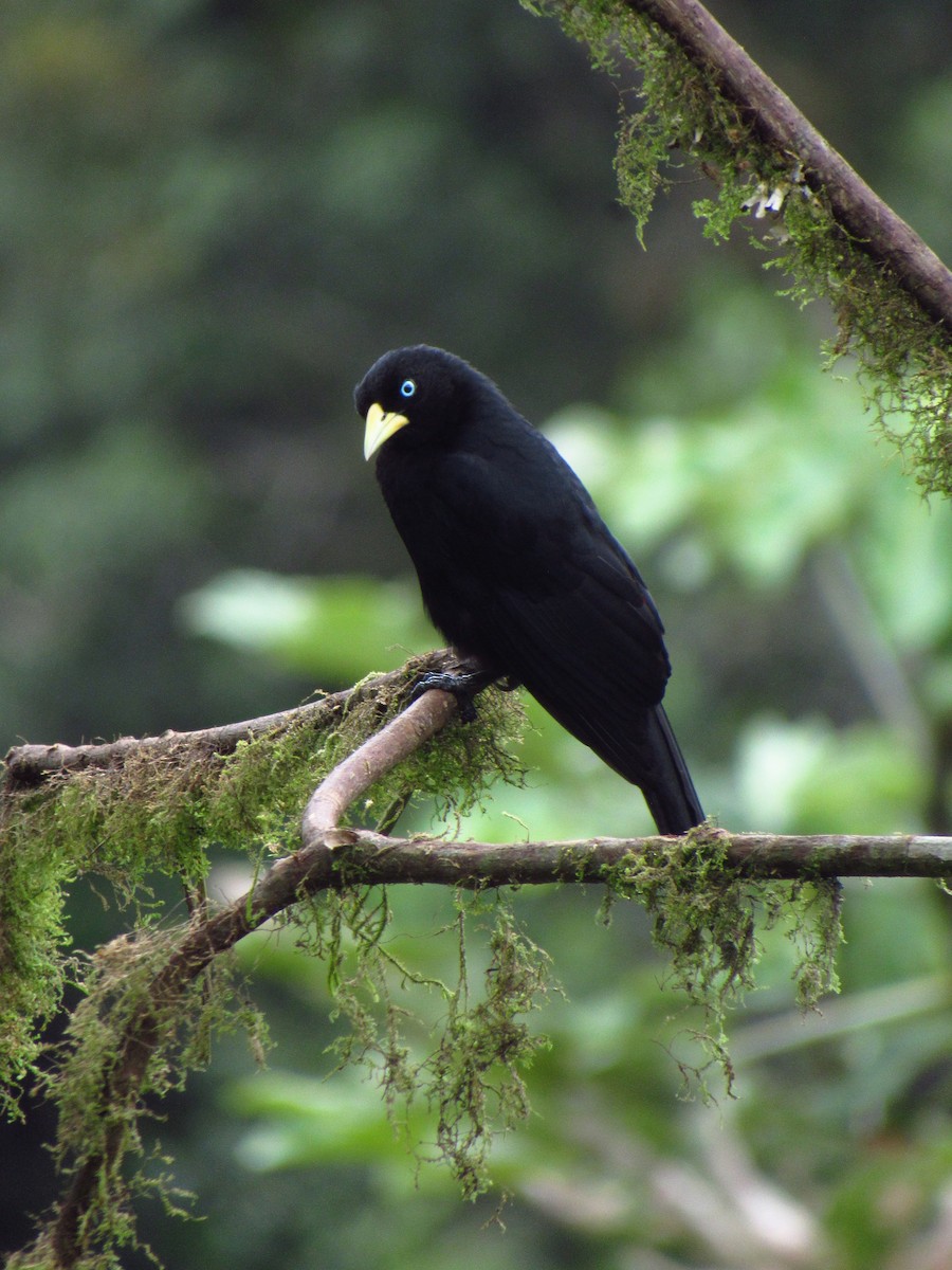 Scarlet-rumped Cacique - michael  molina cruz