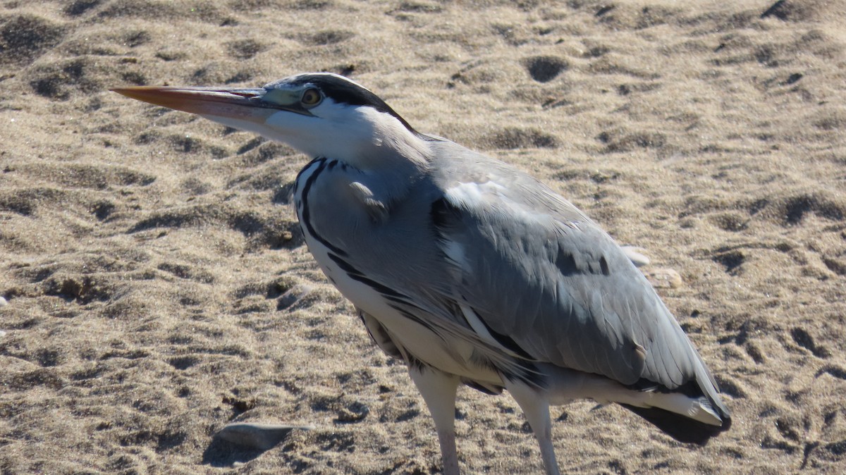 Gray Heron - ML611433459