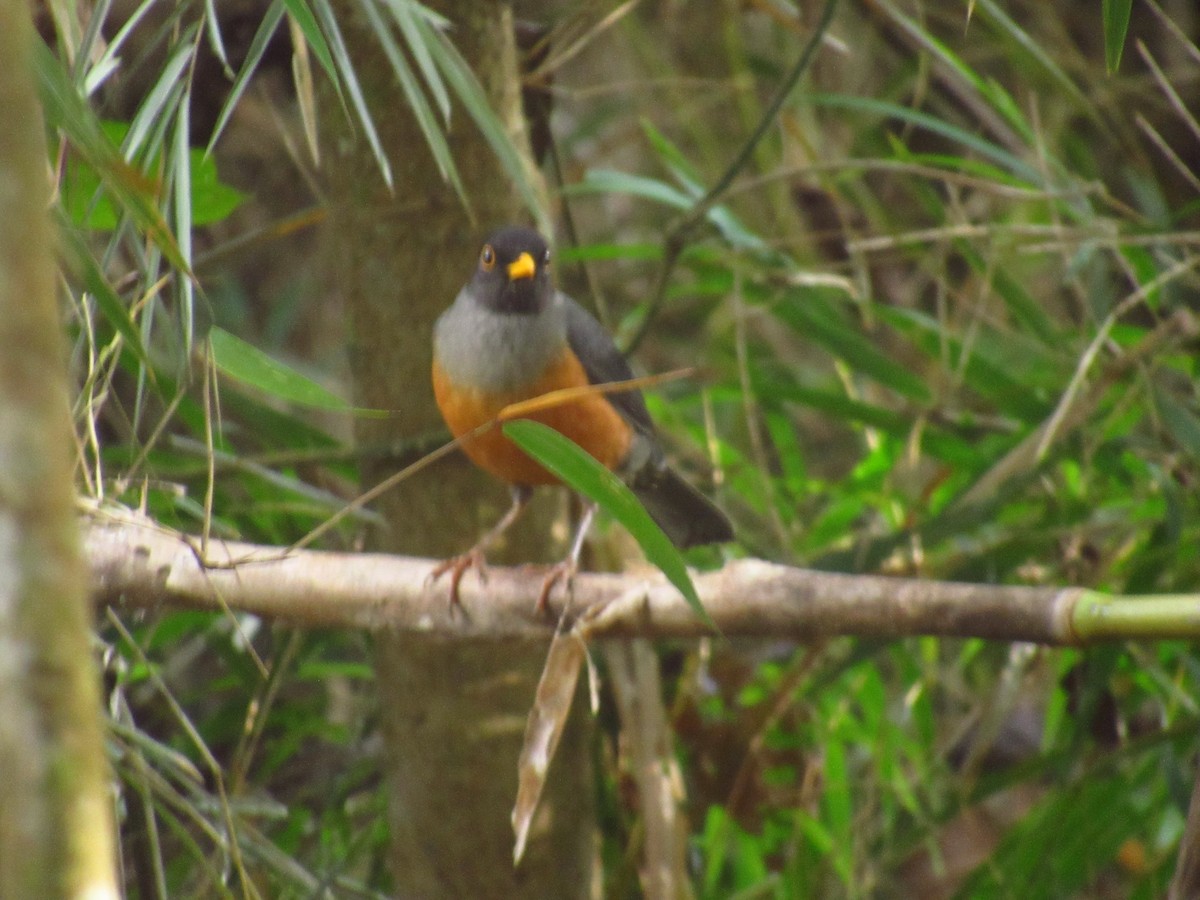 Chestnut-bellied Thrush - ML611433466