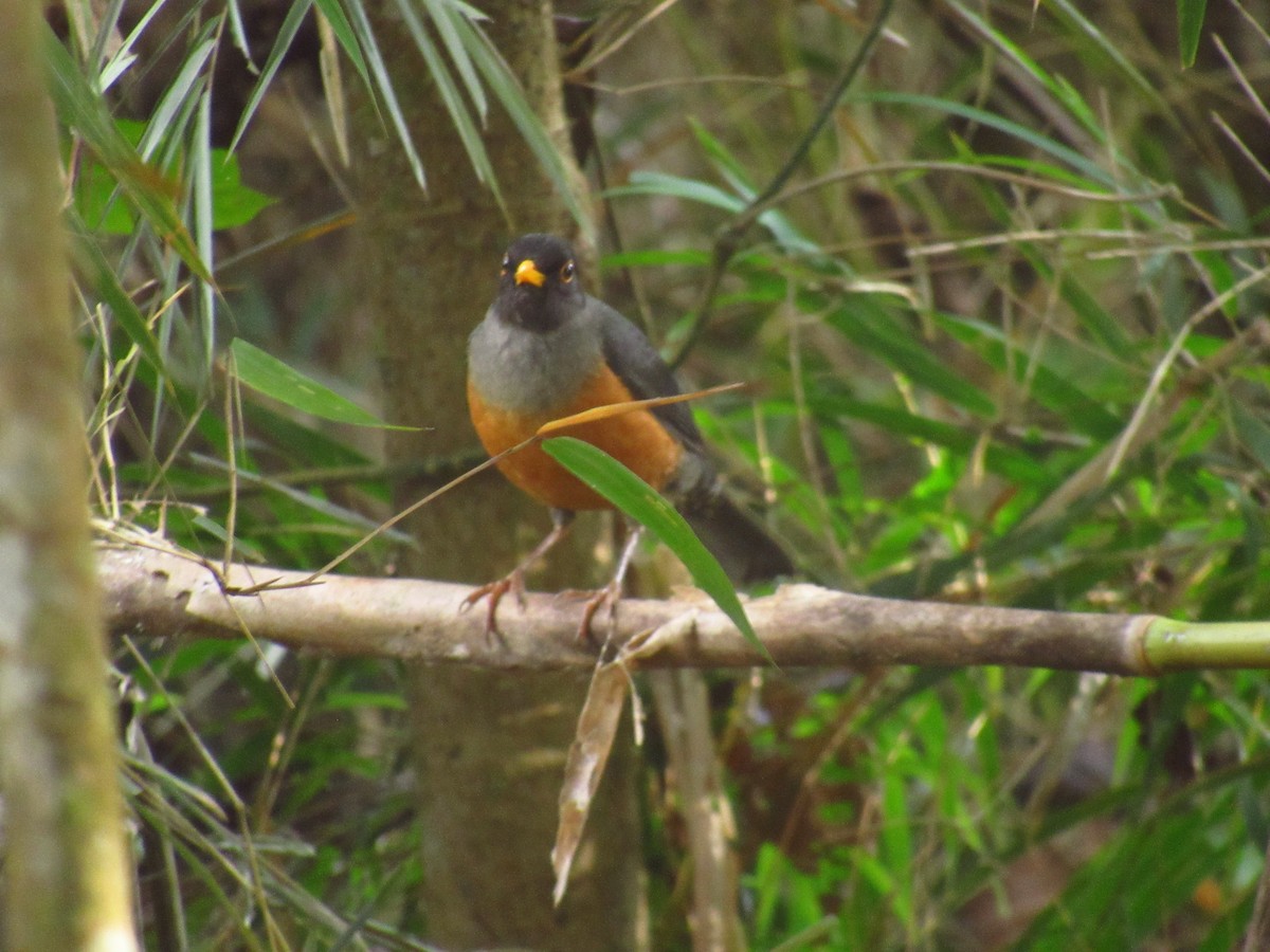 Chestnut-bellied Thrush - ML611433467