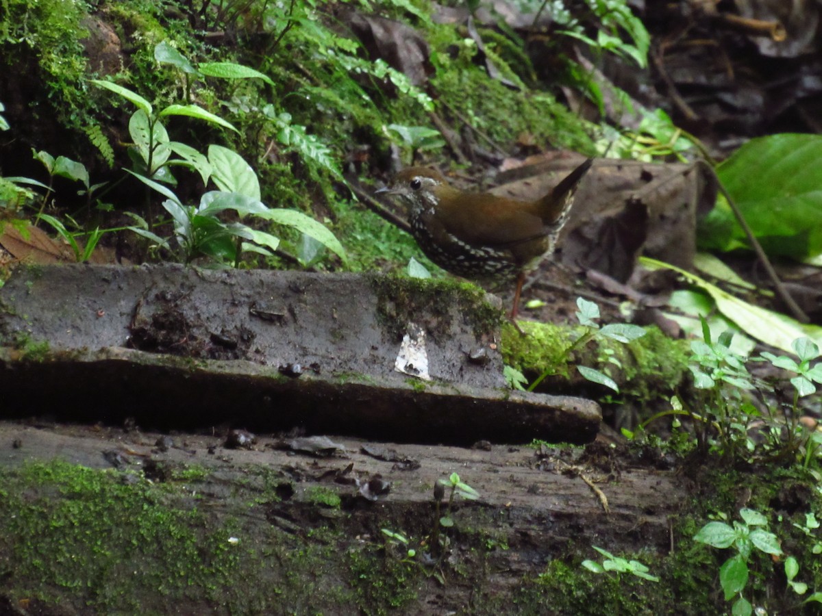 Schwartz's Antthrush - ML611433470