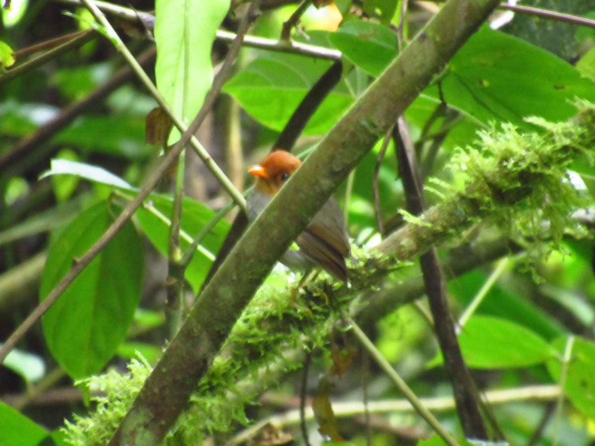 Hooded Antpitta - michael  molina cruz