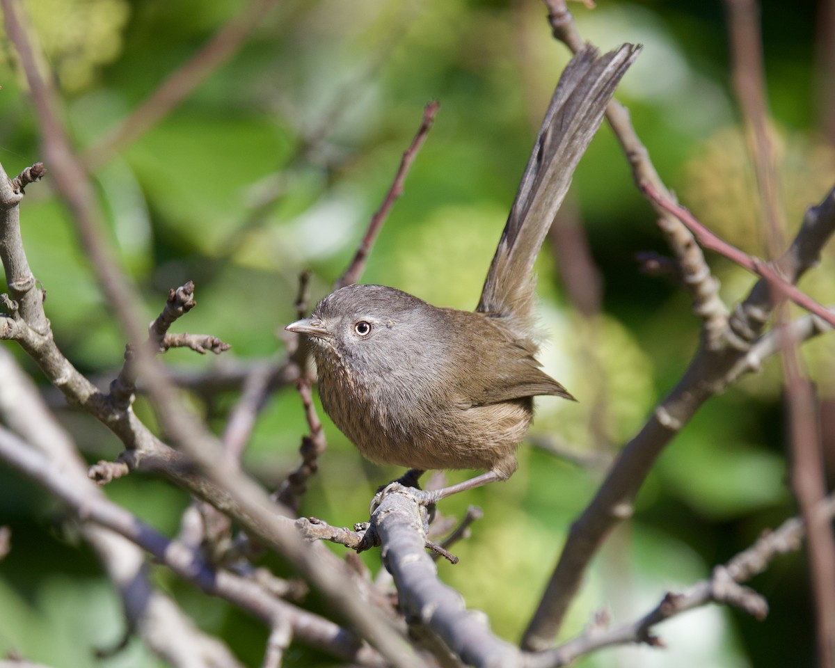 Wrentit - ML611433484