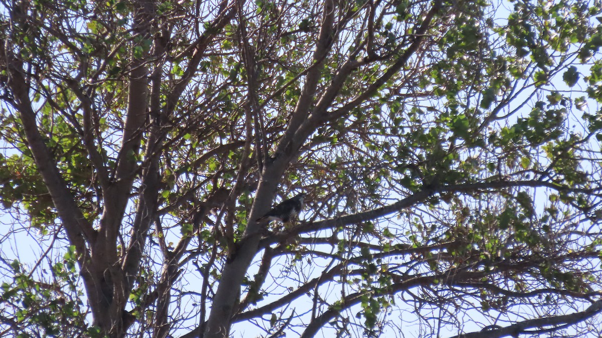 Common Buzzard - ML611433486