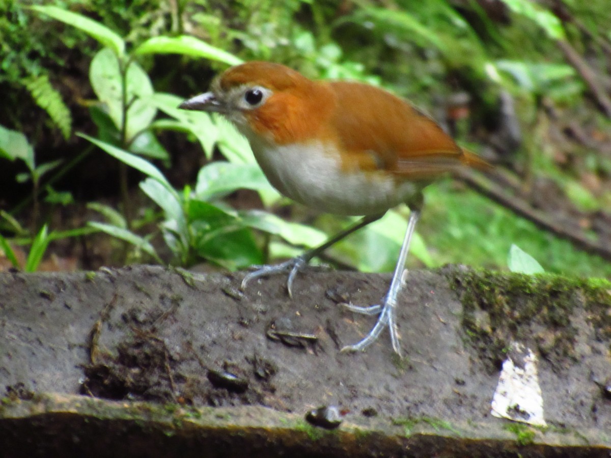 White-bellied Antpitta - ML611433488