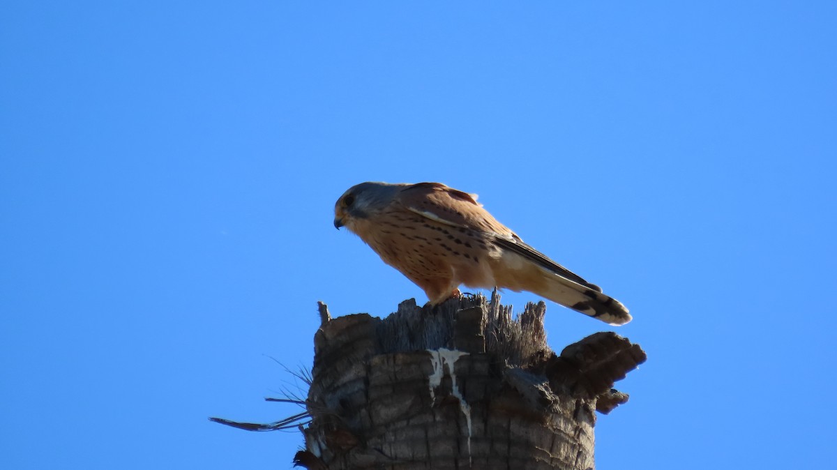 Eurasian Kestrel - ML611433498