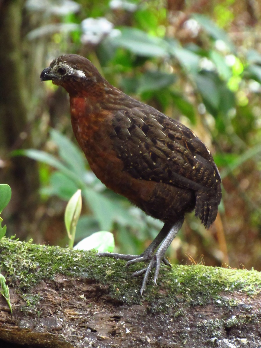 Chestnut Wood-Quail - michael  molina cruz