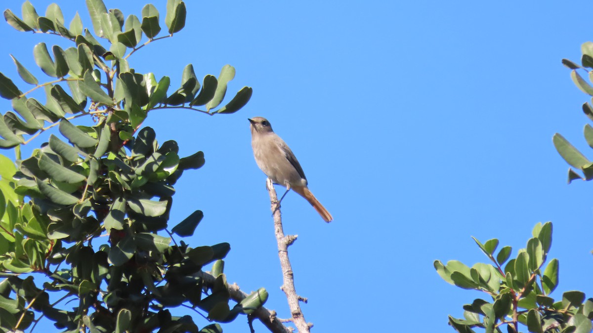 Black Redstart - ML611433525