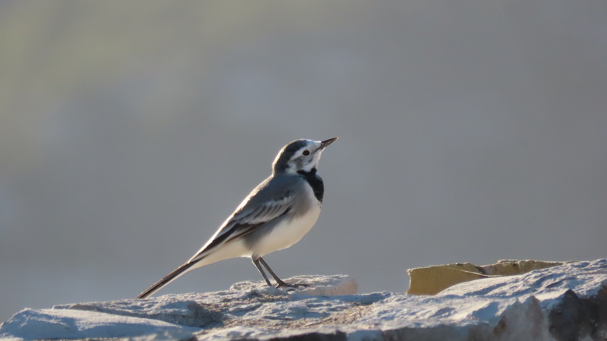 White Wagtail - ML611433537