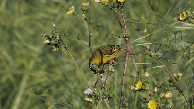 Black-chinned Siskin - ML611433556